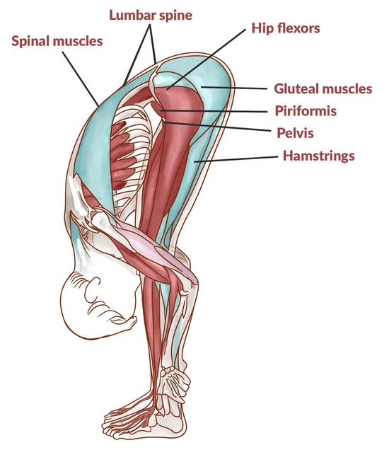Protect the Hamstrings in Forward Bends
